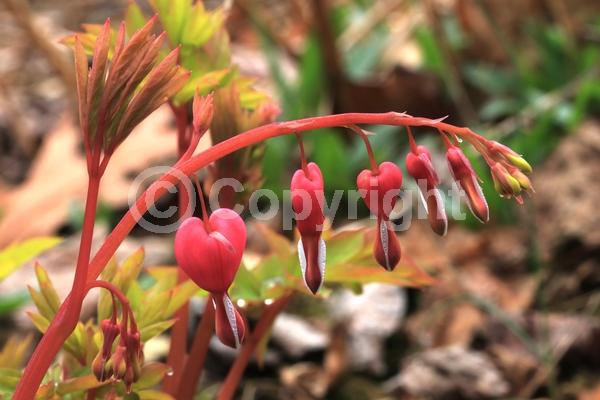 Pink blooms; Deciduous