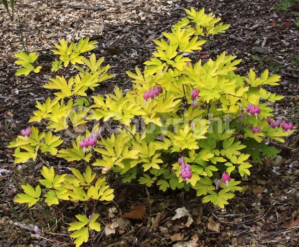 Pink blooms; Deciduous