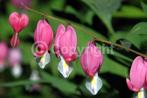 Red blooms; White blooms; Pink blooms; Deciduous; Broadleaf