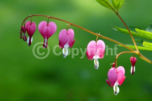 Red blooms; White blooms; Pink blooms; Deciduous; Broadleaf