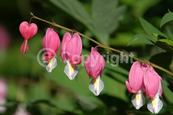 Red blooms; White blooms; Pink blooms; Deciduous; Broadleaf