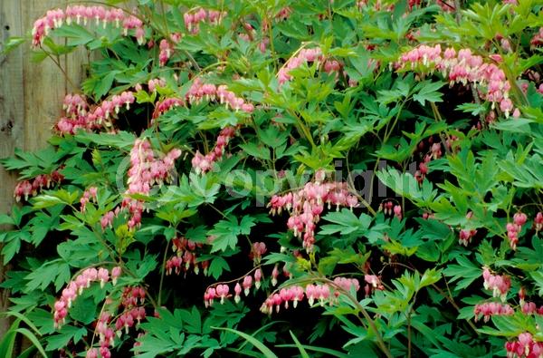 Red blooms; White blooms; Pink blooms; Deciduous; Broadleaf