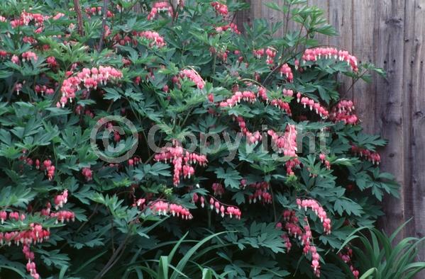 Red blooms; White blooms; Pink blooms; Deciduous; Broadleaf
