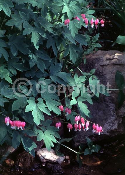 Red blooms; White blooms; Pink blooms; Deciduous; Broadleaf