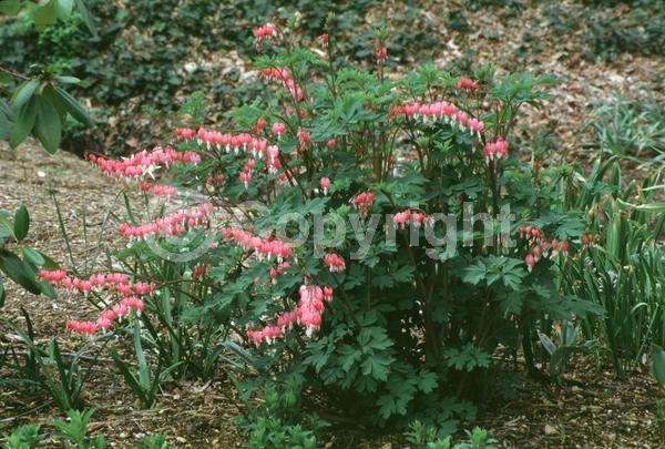 Red blooms; White blooms; Pink blooms; Deciduous; Broadleaf