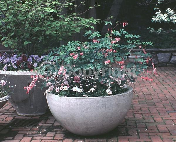 Red blooms; White blooms; Pink blooms; Deciduous; Broadleaf