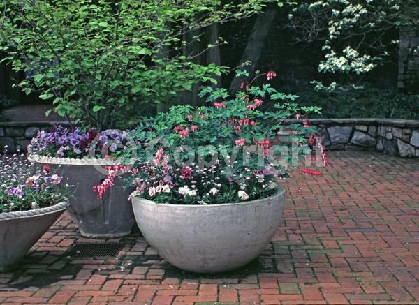 Red blooms; White blooms; Pink blooms; Deciduous; Broadleaf