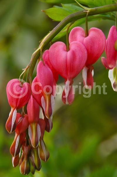 Red blooms; White blooms; Pink blooms; Deciduous; Broadleaf