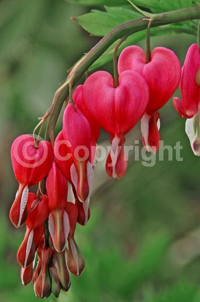 Red blooms; White blooms; Pink blooms; Deciduous; Broadleaf