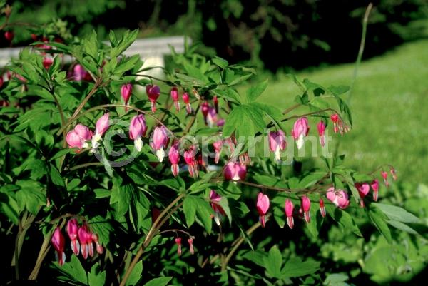 Red blooms; White blooms; Pink blooms; Deciduous; Broadleaf