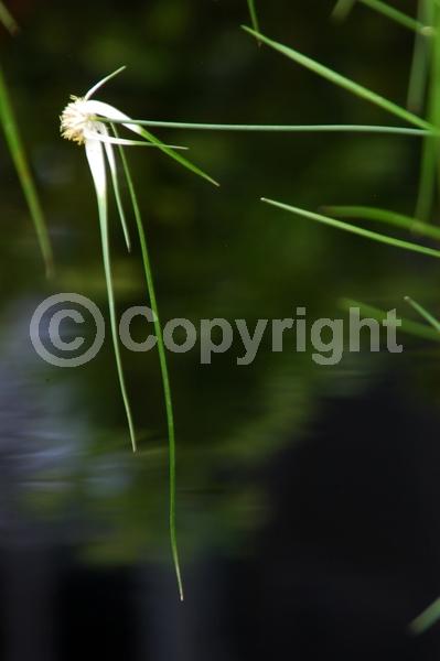 White blooms; Evergreen; North American Native