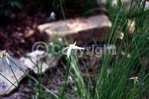 White blooms; Evergreen; North American Native