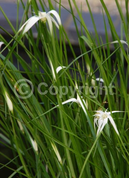 White blooms; Evergreen; North American Native