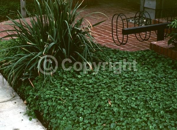 White blooms; Green blooms; Evergreen