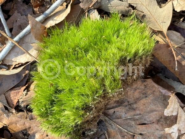 Evergreen; North American Native