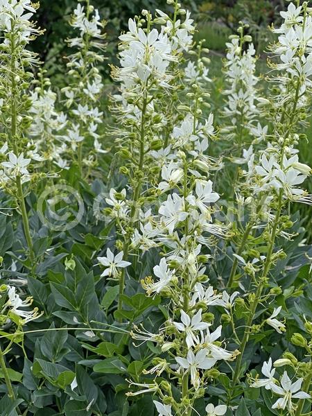 Red blooms; Blue blooms; White blooms; Pink blooms; Deciduous; Broadleaf