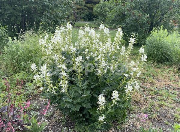 Red blooms; Blue blooms; White blooms; Pink blooms; Deciduous; Broadleaf