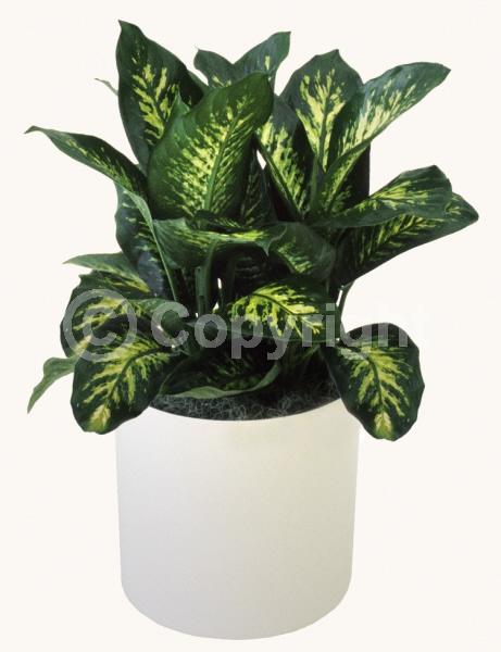 Green blooms; Evergreen; Needles or needle-like leaf