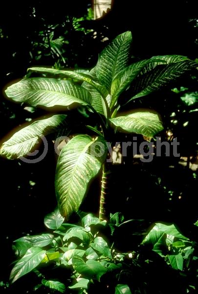 Green blooms; Evergreen; Needles or needle-like leaf