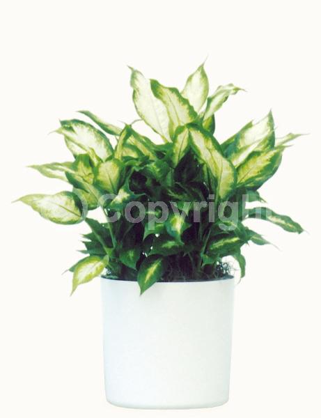 Green blooms; Evergreen; Broadleaf