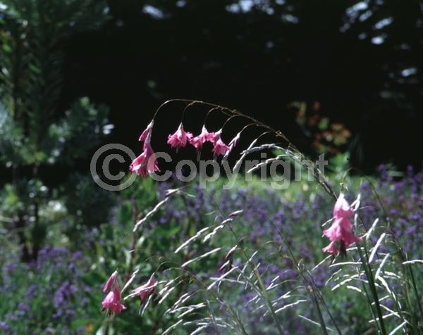 Purple blooms; Pink blooms