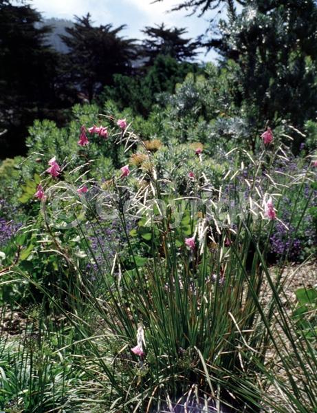 Purple blooms; Pink blooms