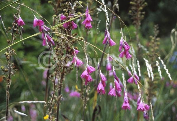 Purple blooms; Pink blooms