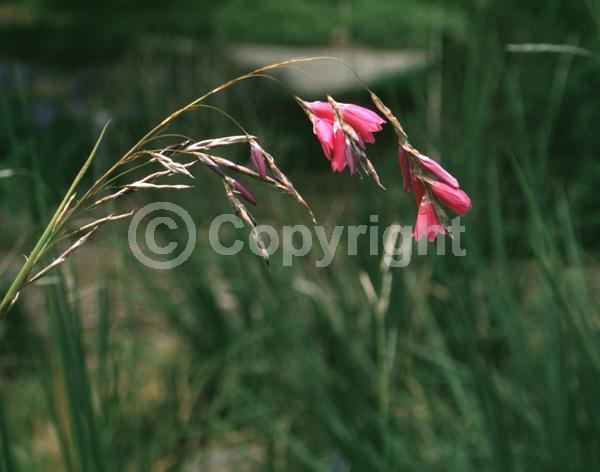 Purple blooms; Pink blooms