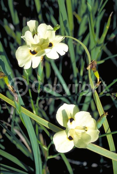 Yellow blooms; Evergreen