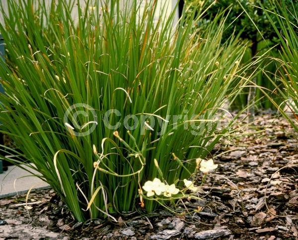Yellow blooms; Evergreen
