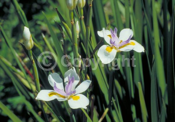 White blooms; Evergreen