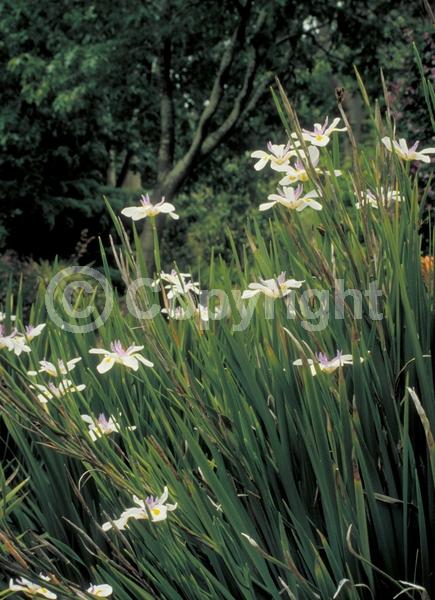 White blooms; Evergreen