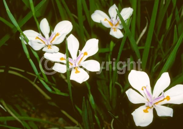 White blooms; Evergreen