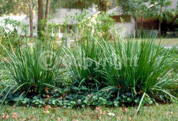 White blooms; Evergreen