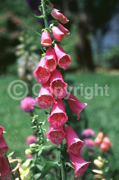 Yellow blooms; White blooms; Pink blooms
