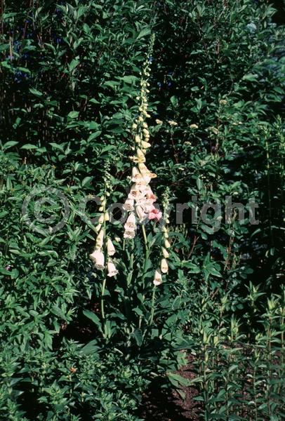 Yellow blooms; White blooms; Pink blooms