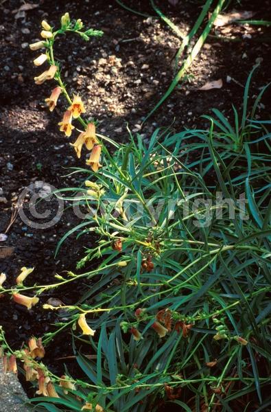 Yellow blooms; Brown blooms
