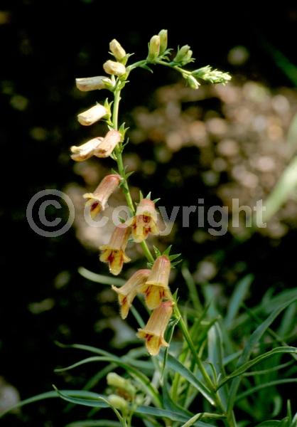 Yellow blooms; Brown blooms