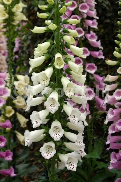 Yellow blooms; Purple blooms; White blooms; Pink blooms; Deciduous; Broadleaf