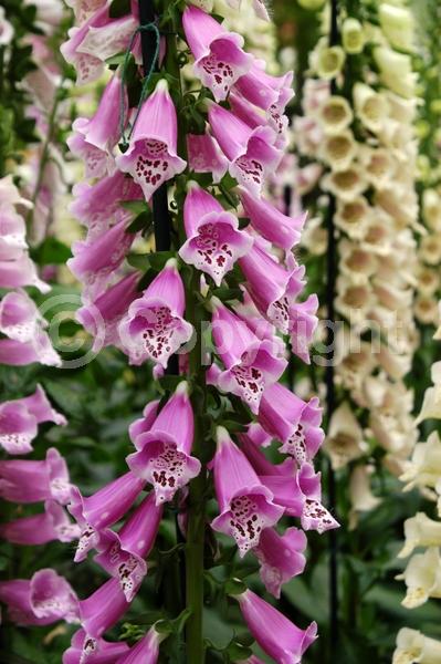 Yellow blooms; Purple blooms; White blooms; Pink blooms; Deciduous; Broadleaf