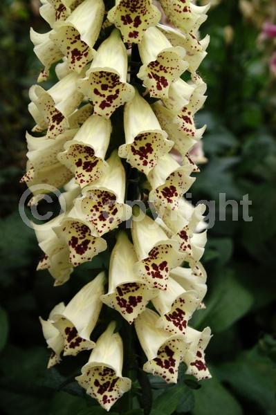 Yellow blooms; Purple blooms; White blooms; Pink blooms; Deciduous; Broadleaf