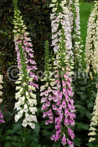 Yellow blooms; Purple blooms; White blooms; Pink blooms; Deciduous; Broadleaf