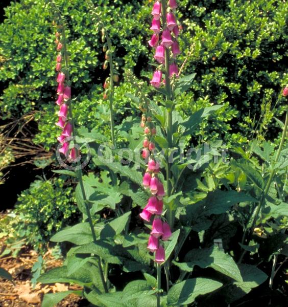 Purple blooms; White blooms; Pink blooms; Deciduous; Broadleaf