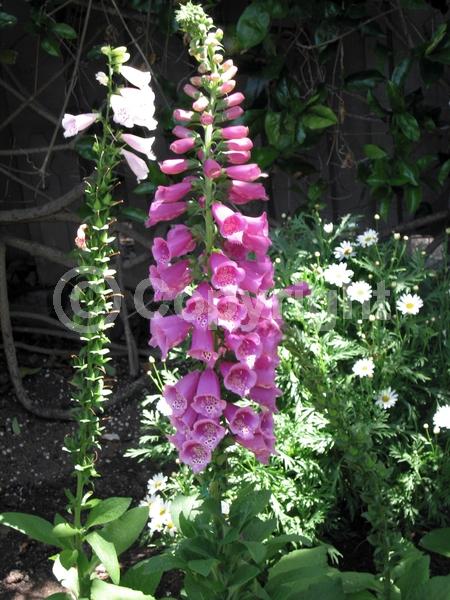 Purple blooms; White blooms; Pink blooms; Deciduous; Broadleaf