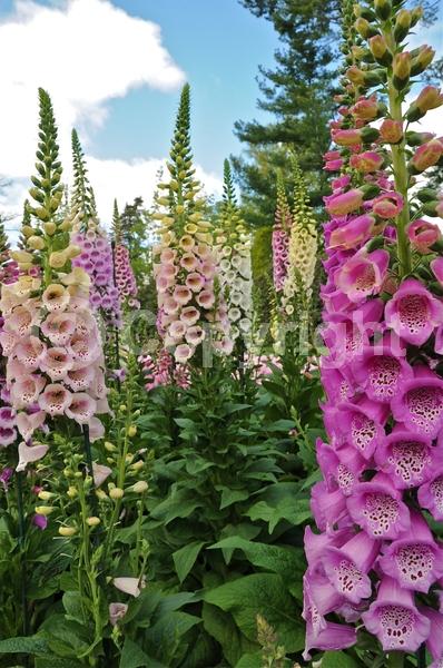 Purple blooms; White blooms; Pink blooms; Deciduous; Broadleaf