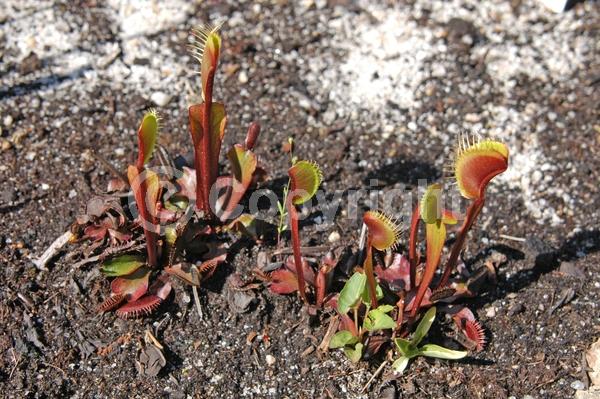White blooms; Deciduous; Broadleaf; North American Native