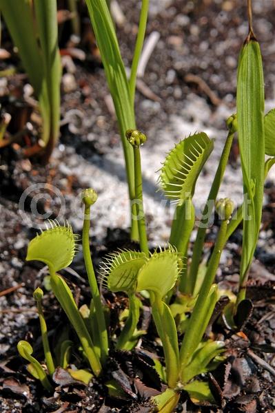 White blooms; Deciduous; Broadleaf; North American Native