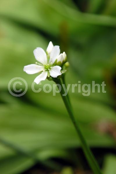 White blooms; Deciduous; Broadleaf; North American Native