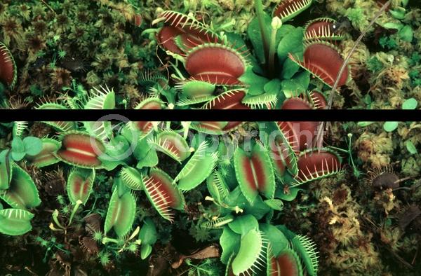 White blooms; Deciduous; Broadleaf; North American Native