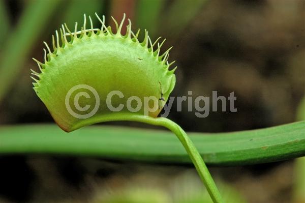 White blooms; Deciduous; Broadleaf; North American Native
